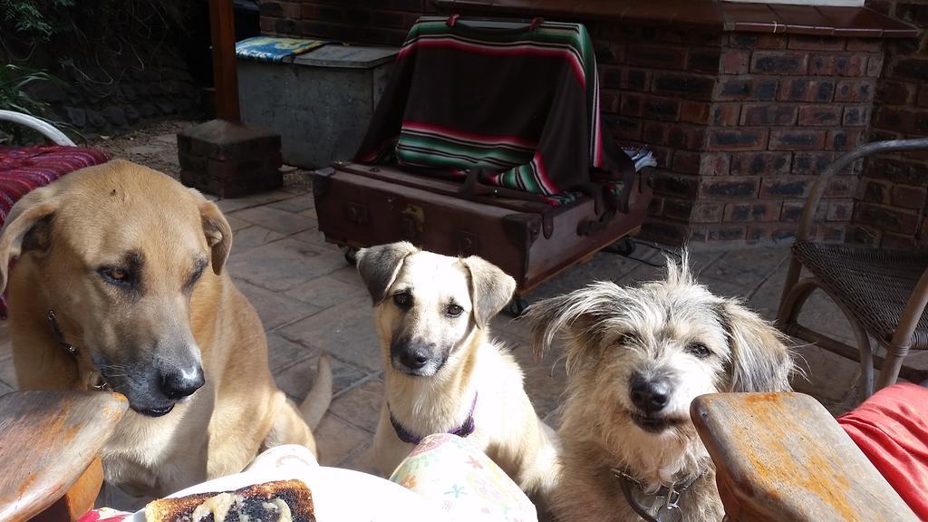 Babbling Brook Bed & Breakfast Pietermaritzburg Bagian luar foto
